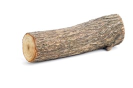willow log isolated